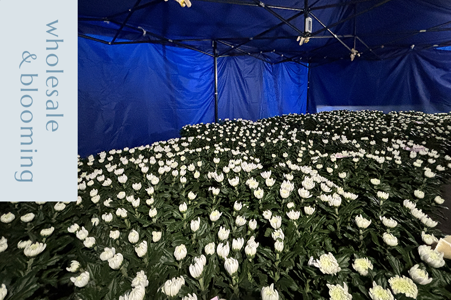 仲卸業務・開花事業